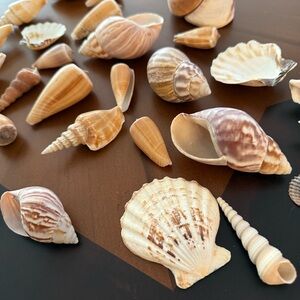 Lot of decorative sea shells :)